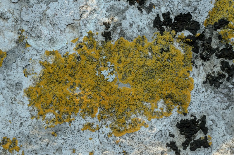 Granulose Orange Lichen