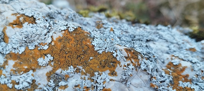 Granulose Orange Lichen photo 2