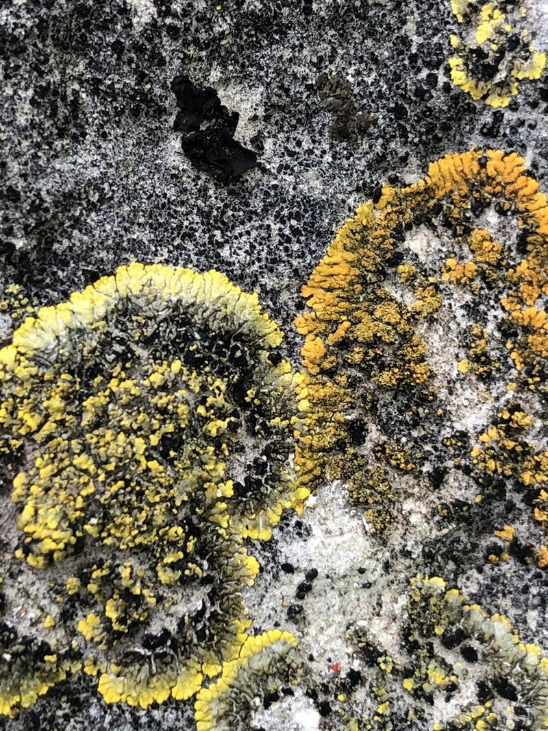 Granulose Orange Lichen photo 3