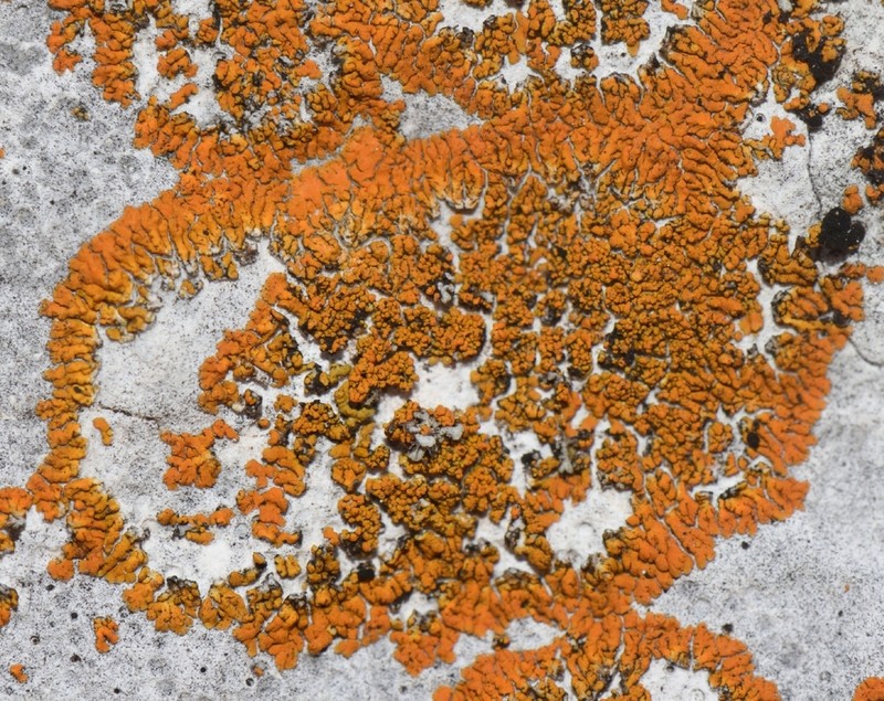 Granulose Orange Lichen photo 4