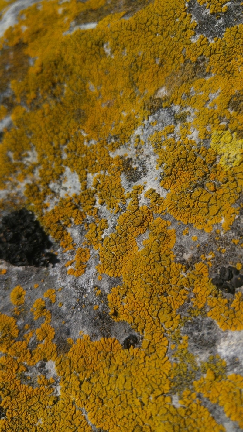 Granulose Orange Lichen photo 5
