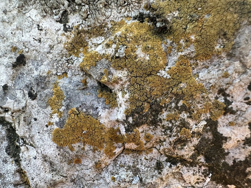 Granulose Orange Lichen photo 6