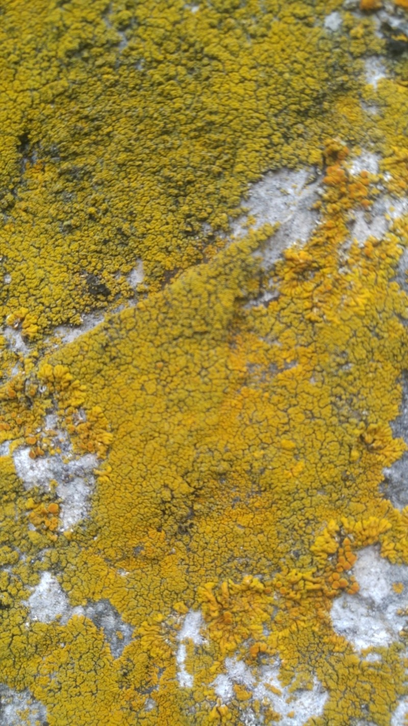 Granulose Orange Lichen photo 7
