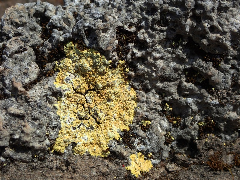 Granulose Orange Lichen photo 8