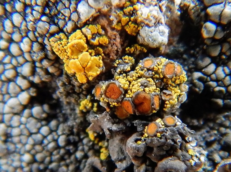 Grimmia Orange Lichen