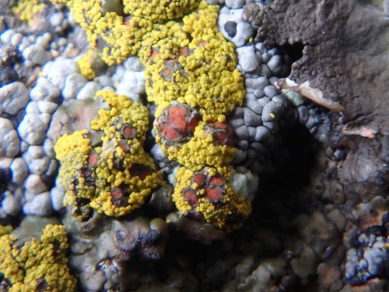 Grimmia Orange Lichen photo 2