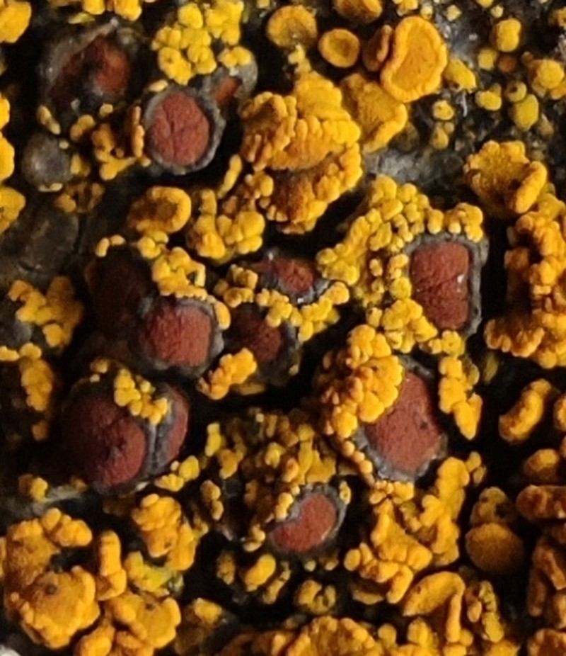 Grimmia Orange Lichen photo 3