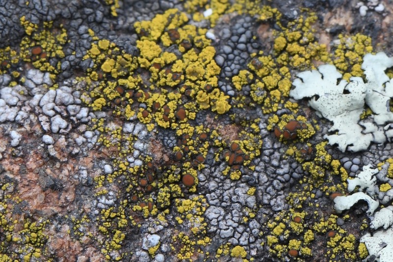 Grimmia Orange Lichen photo 4