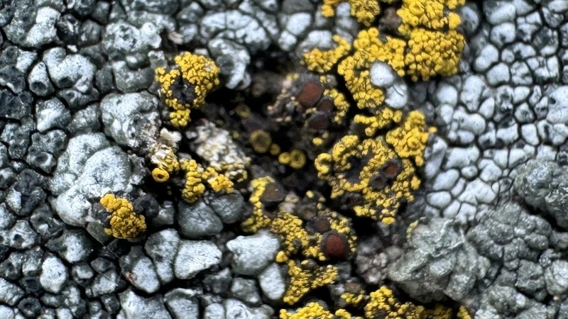 Grimmia Orange Lichen photo 5