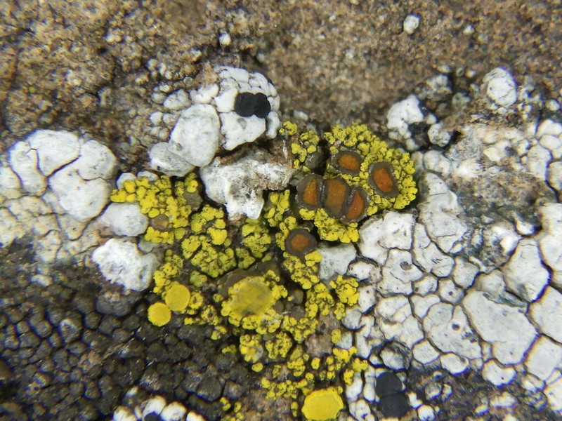 Grimmia Orange Lichen photo 6