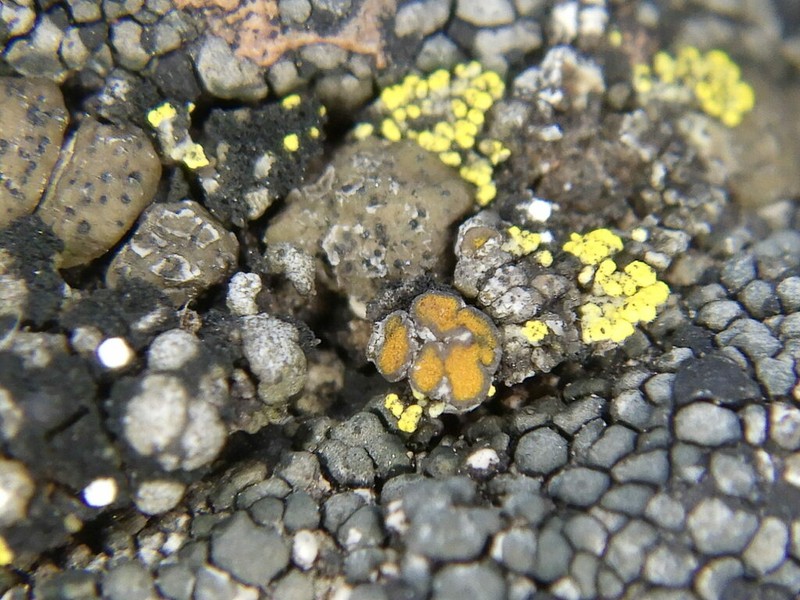 Grimmia Orange Lichen photo 7