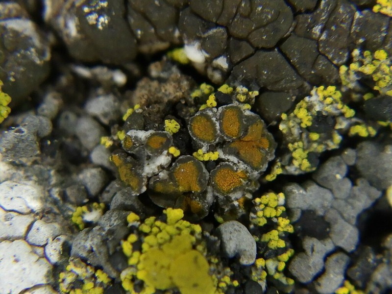 Grimmia Orange Lichen photo 8