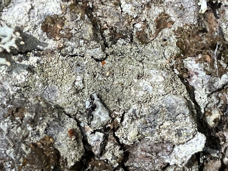 Orange Lichen