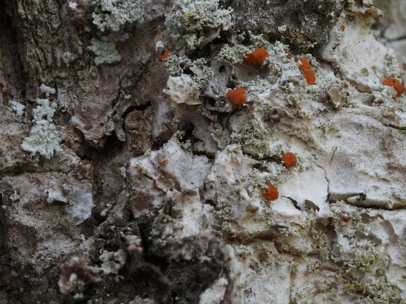 Orange Lichen photo 2