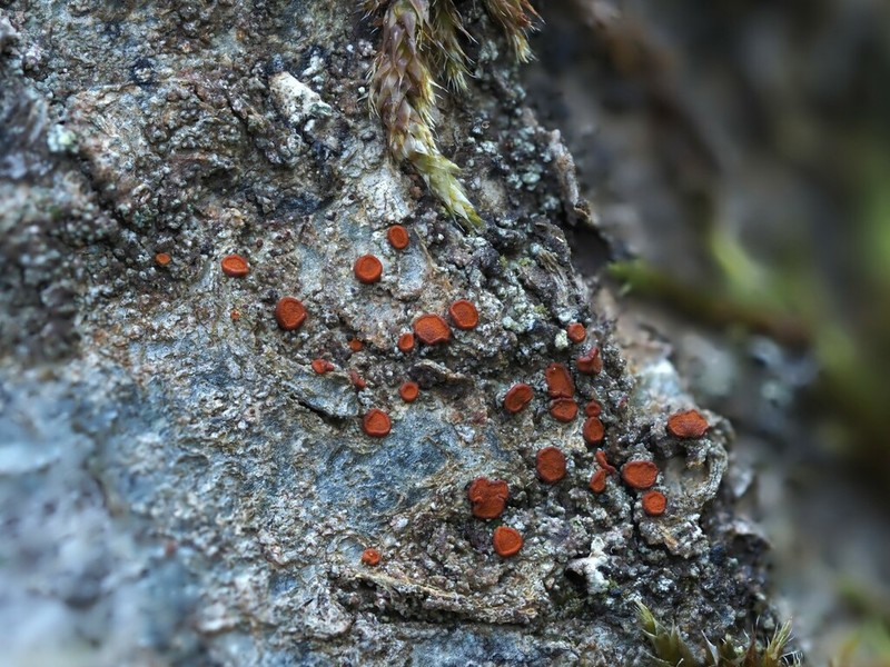Orange Lichen photo 3