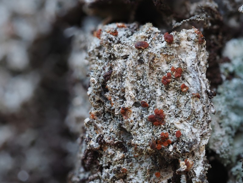 Orange Lichen photo 4