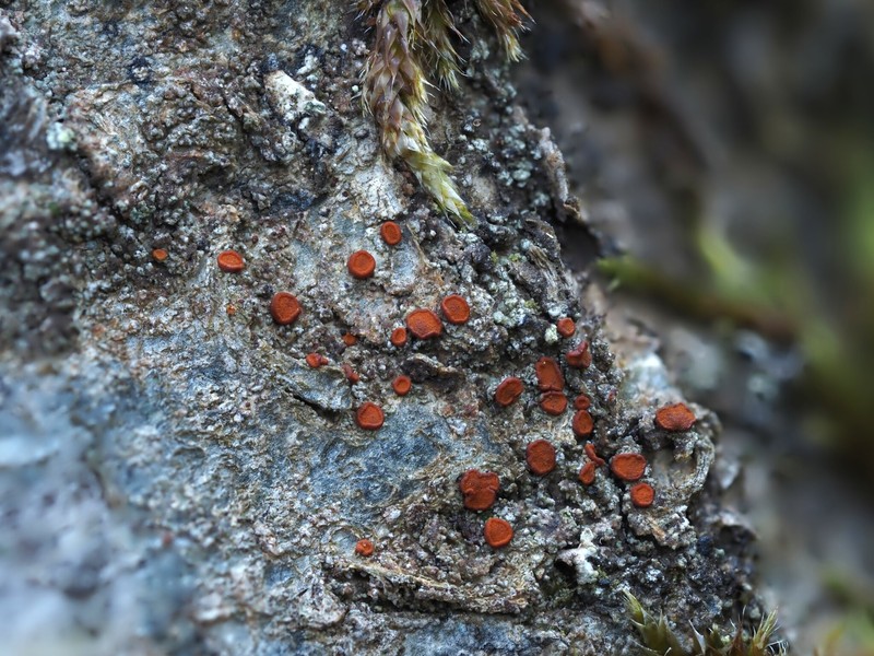 Orange Lichen photo 5