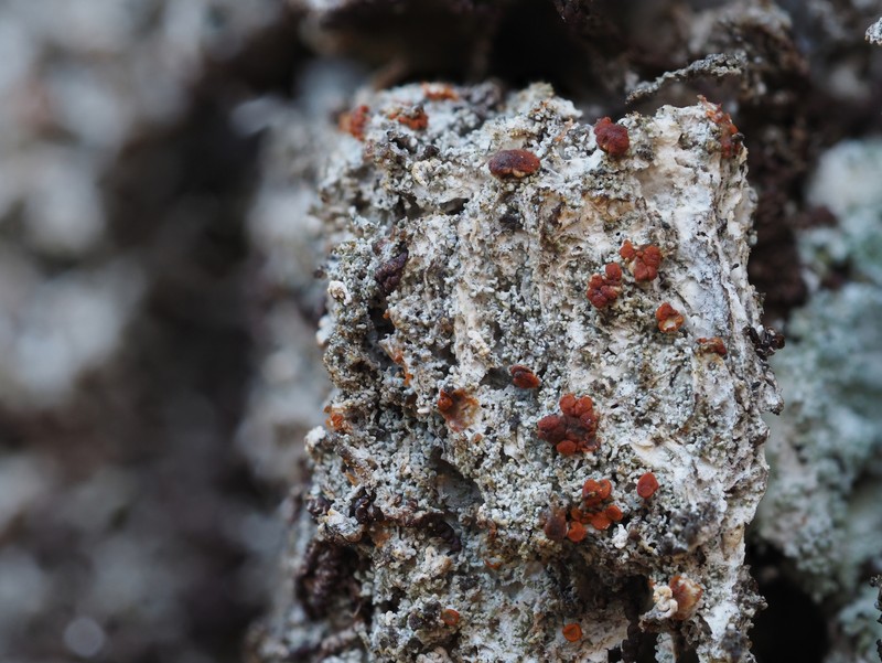 Orange Lichen photo 7