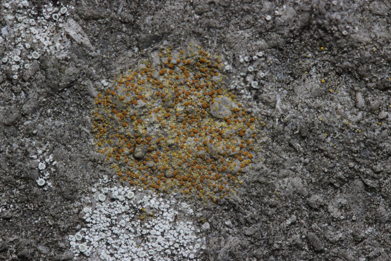 Orange Lichen