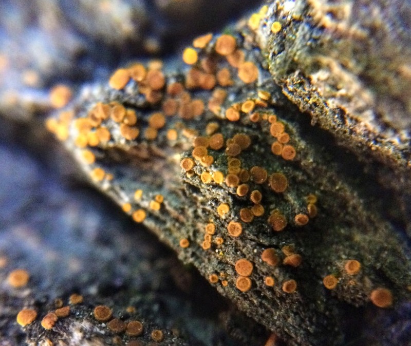 Orange Lichen