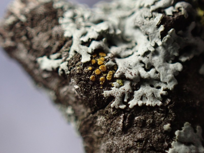 Orange Lichen photo 2
