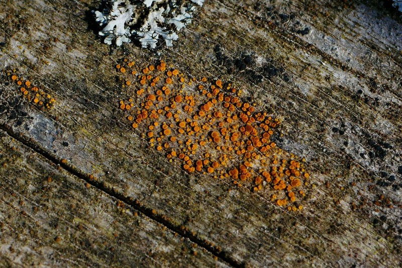 Orange Lichen photo 3