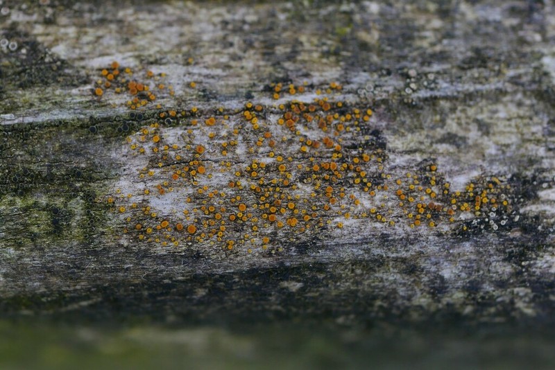 Orange Lichen photo 4