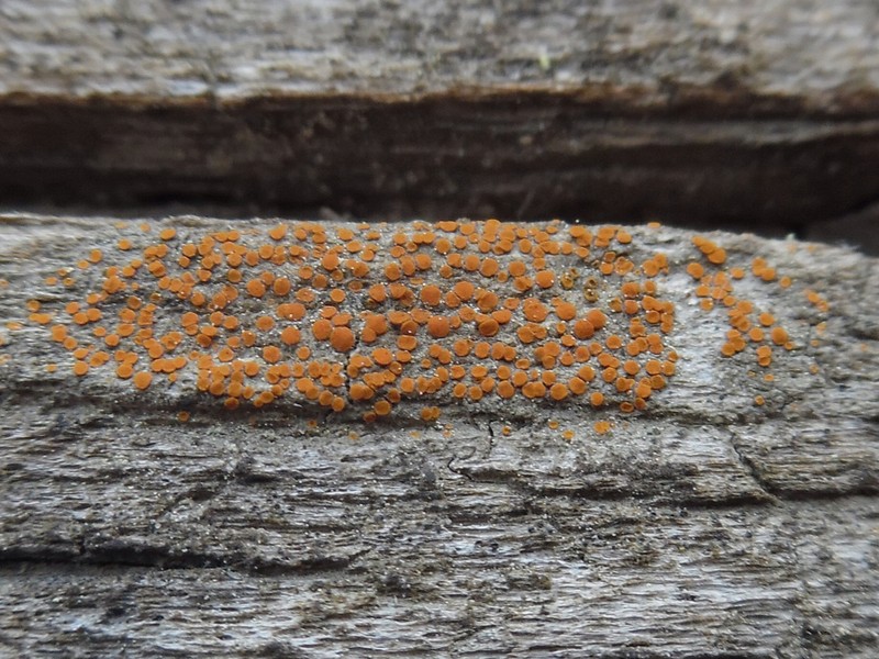 Orange Lichen photo 5