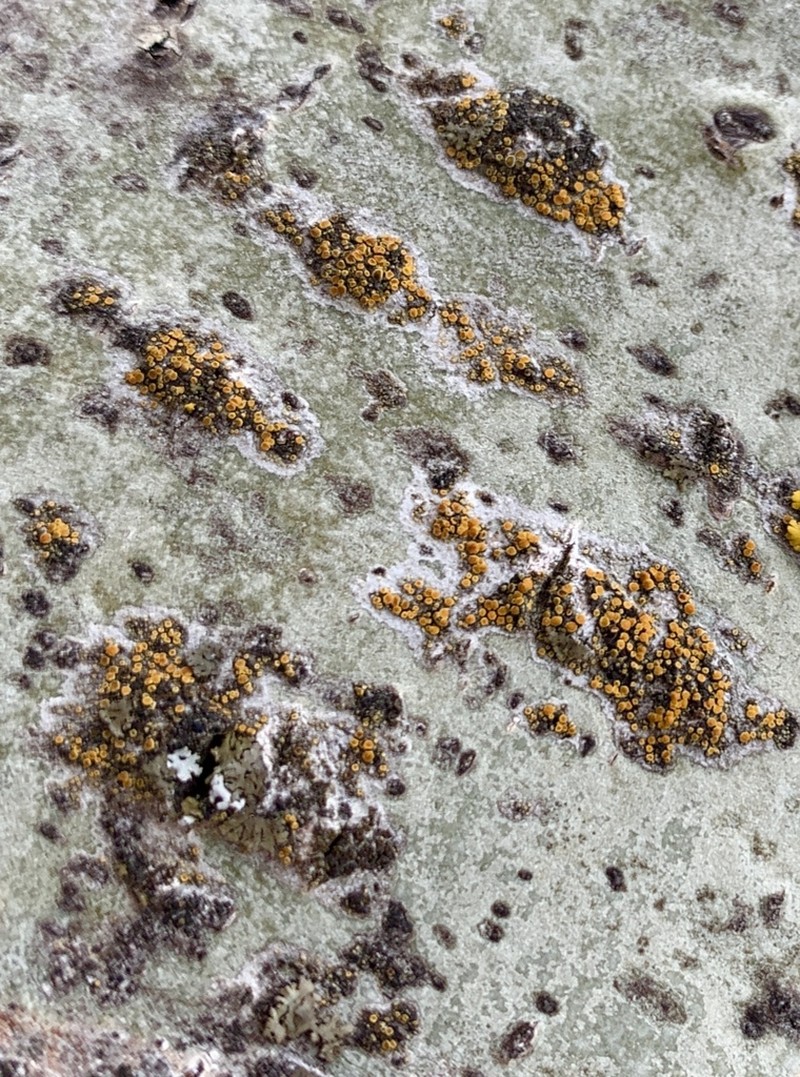 Orange Lichen photo 6