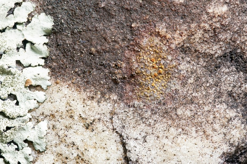 Orange Lichen photo 7
