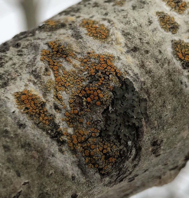 Orange Lichen photo 8