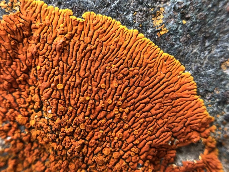 Caloplaca ignea