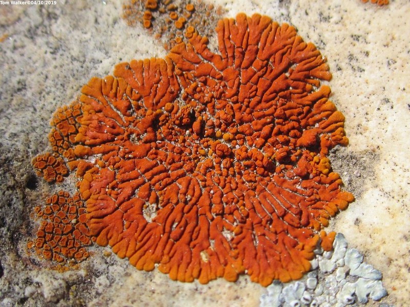 Caloplaca ignea photo 2