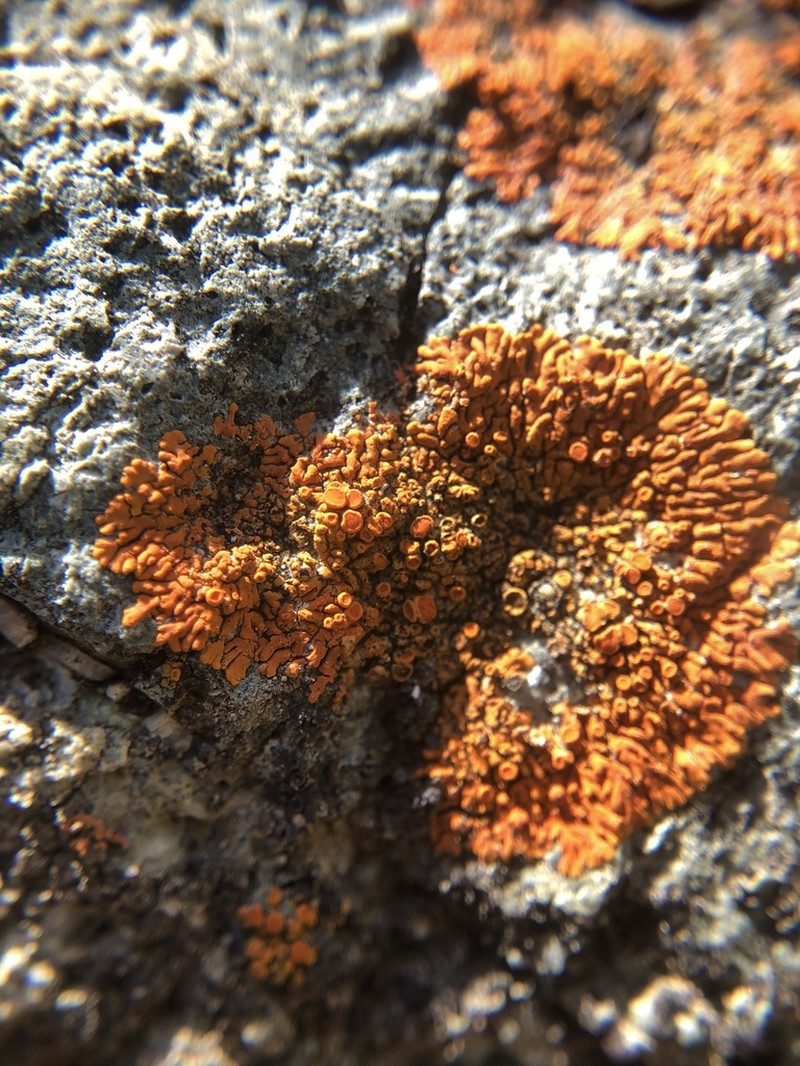 Caloplaca ignea photo 3