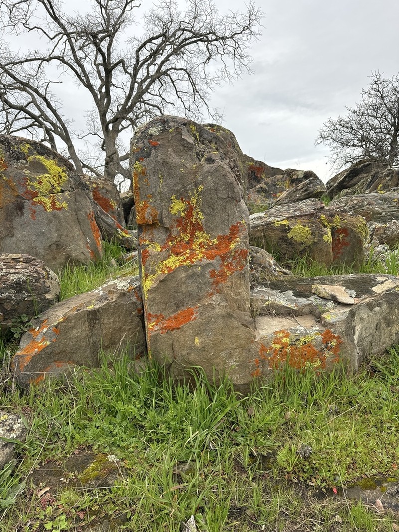 Caloplaca ignea photo 4