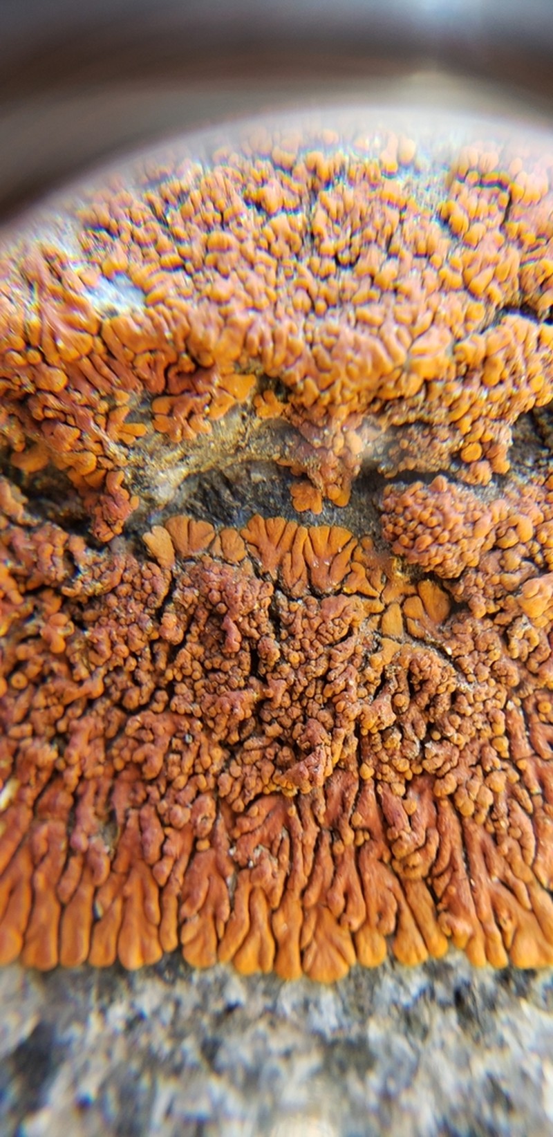 Caloplaca ignea photo 5