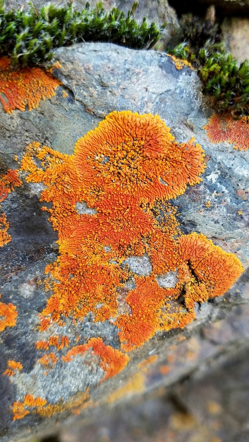 Caloplaca ignea photo 6