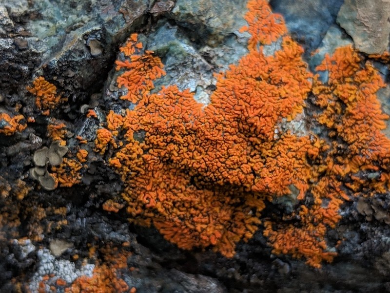 Caloplaca ignea photo 7
