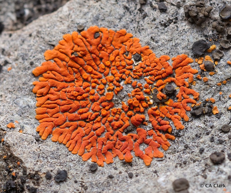 Caloplaca ignea photo 8