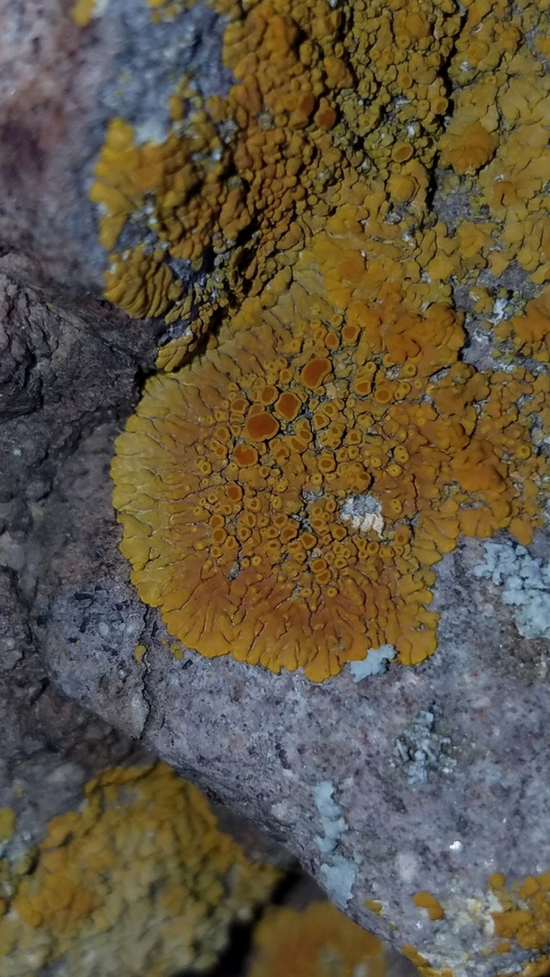 Caloplaca impolita