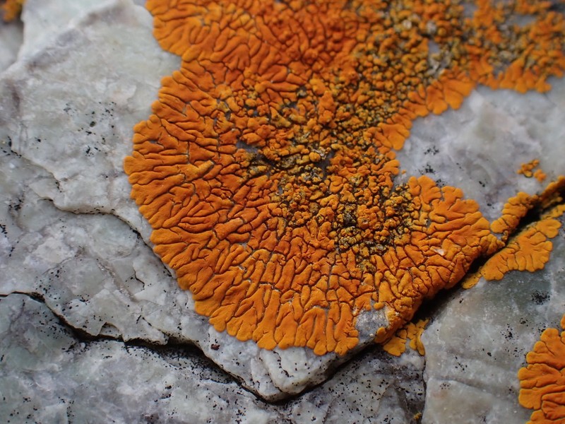 Caloplaca impolita photo 2