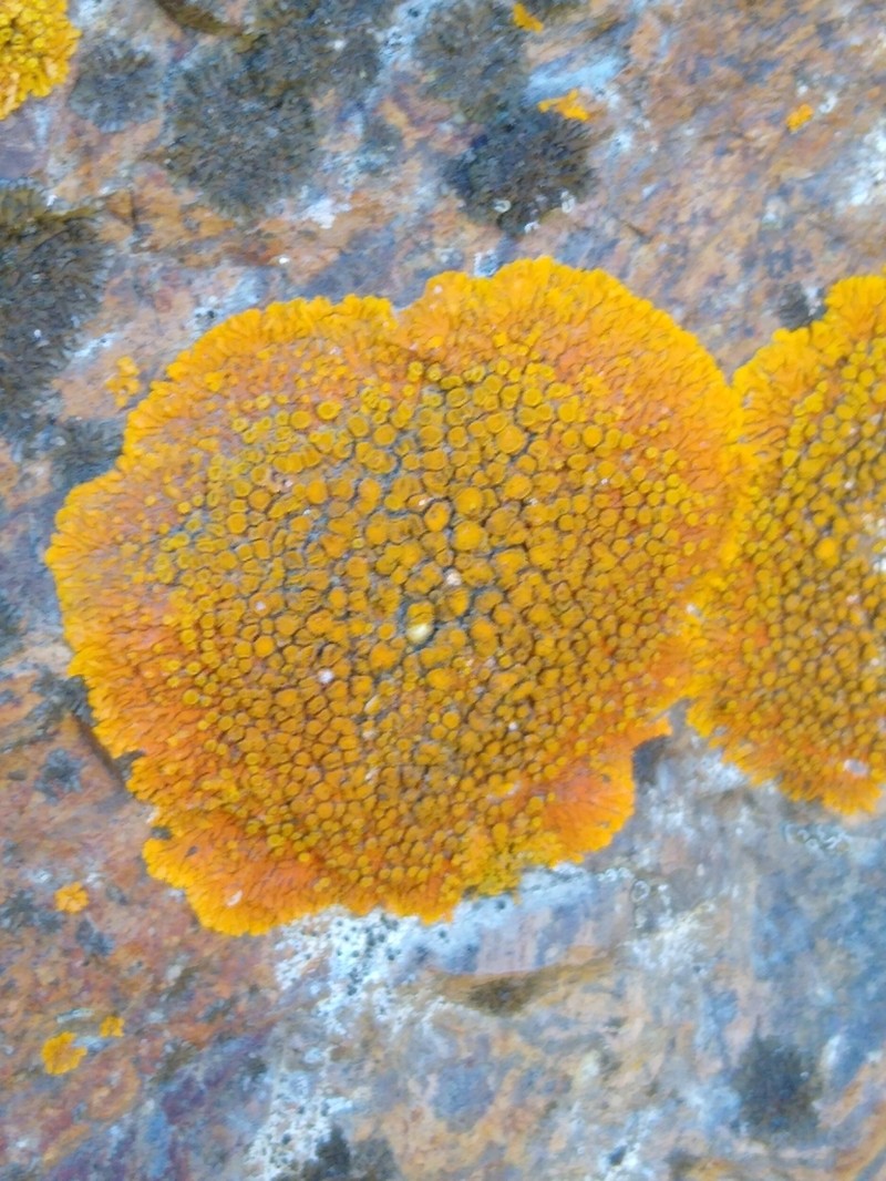 Caloplaca impolita photo 3