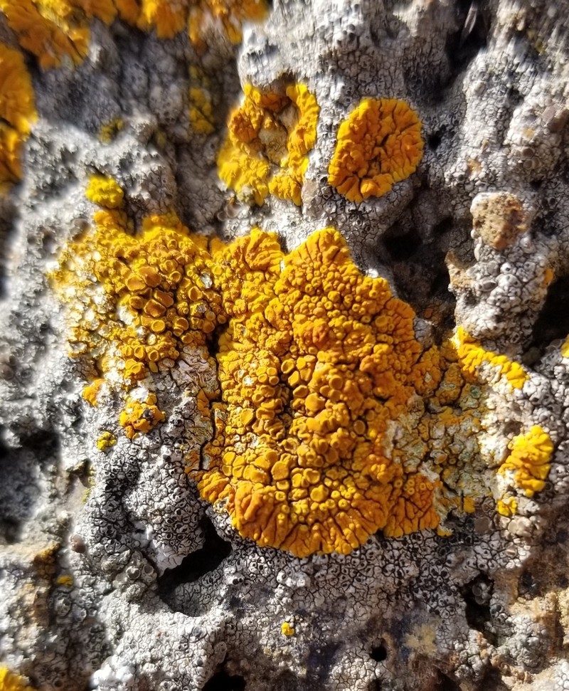 Caloplaca impolita photo 4