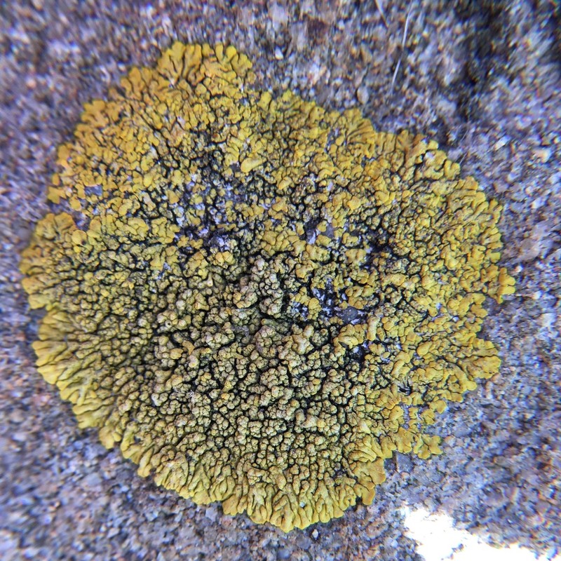 Caloplaca impolita photo 5