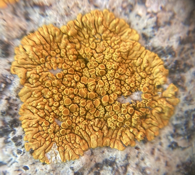 Caloplaca impolita photo 6