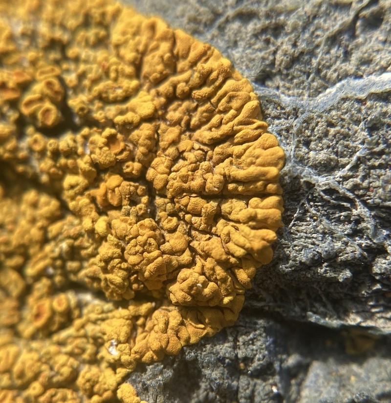 Caloplaca impolita photo 7