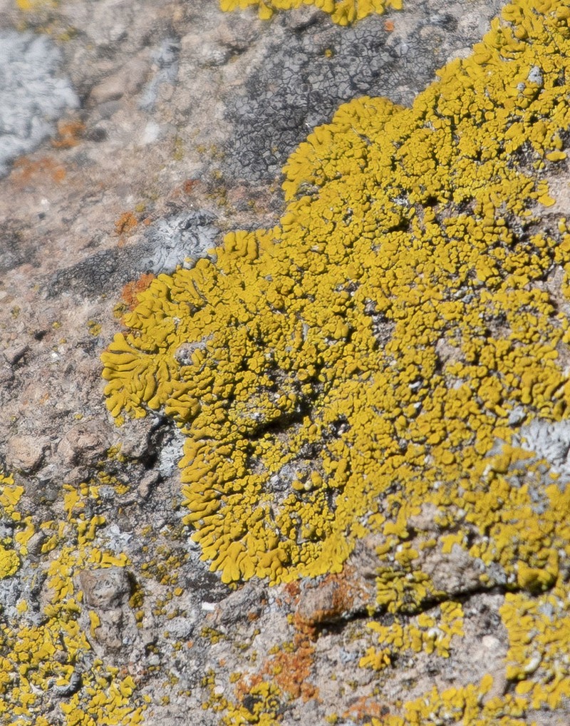 Caloplaca impolita photo 8