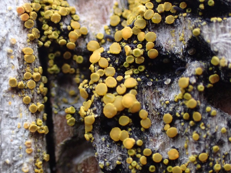 Caloplaca inconspecta