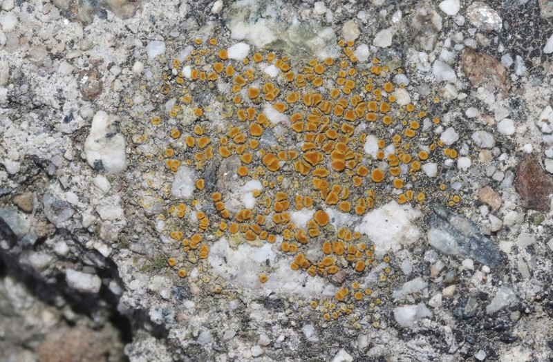 Caloplaca inconspecta photo 3