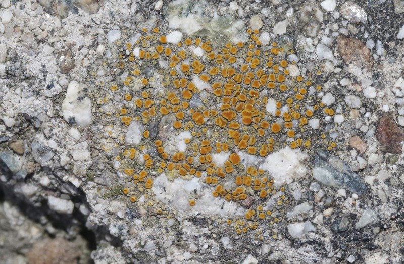 Caloplaca inconspecta photo 7